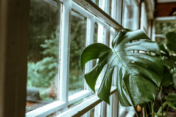 Big monstera leaves. Monstera deliciosa or swiss cheese plant near window, in pot at home. Fresh green leaves background. Tropical foliage © Sappheiros