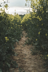 Landscape photography - Beautiful colza field