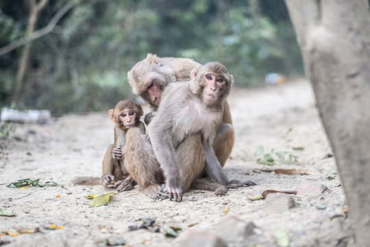 Rhesus Macaque Monkey Family