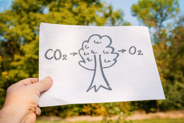 Conversion of Carbon Dioxide by Trees to Oxygen