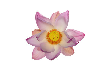 Fototapeta premium lotus flower isolated on white background