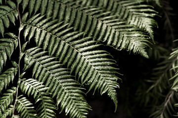 Tropical foliage background. Green fern leaves, natural fern pattern on black background. Dark and moody filter