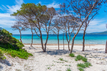Fototapeta na wymiar Pine trees and white sand in Maria Pia beach