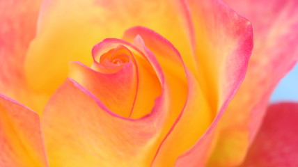 Fototapeta na wymiar close up of pink and orange rose