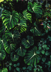 Lush foliage background. Green plant wall design of tropical leaves (aroid plants, philodendron, epiphytes or ferns). Dark green plants growing in rainforest in tropical climate