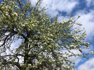 Apple tree in the spring