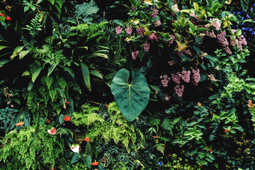 Lush foliage background. Green plant wall design of tropical leaves (anthurium, epiphytes or...