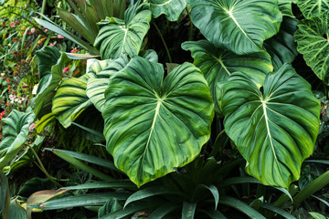 Close up of giant Philodendron pastazanum leaves in cloud forest growing wild in tropical environment. Aroid plant leaves. Botanical background. Lush green foliage with tropical exotic leaves	