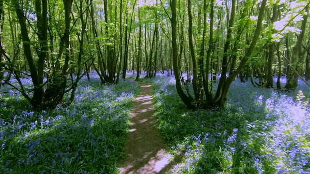 Moving through bluebell carpet on woodland path with sun flares and beautiful trees