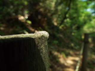 アブ 幼虫 larva of horsefly