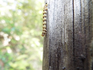 幼虫 larva