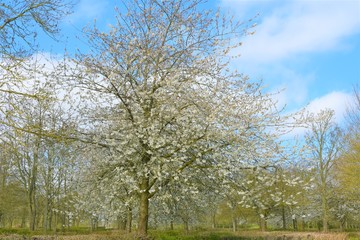 Obraz premium Countryside trees