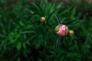 
pink peony bud under raindrops