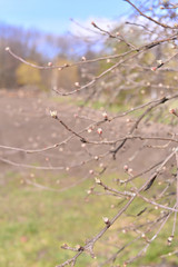 morning dew on a branch