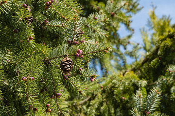 Closeup of young purple male cones on pine branch of Picea omorika on blurry green background. Selective focus. Evergreen landscaped garden. Sunny day in spring garden. Nature concept for design.