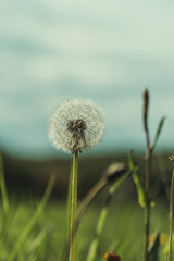 dandelion in the grass with cloudy sky