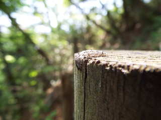 アブ 幼虫 larva of horsefly