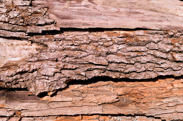 The old oak Slab. Old Oak tree. 