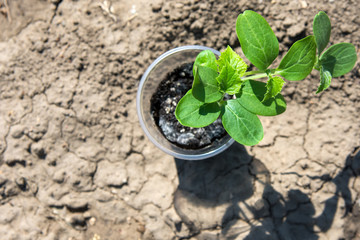 Seedlings in glasses. Plant transplantation, trays of agricultural seedlings. Spring planting. Early seedlings.