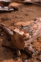 Fototapeta premium The old oak Slab. Old Oak tree. 