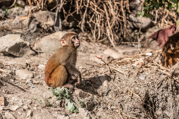 Fototapeta premium Baby rhesus macaque at Monkey temple (Swoyambhu Temple) in Kathmandu, Nepal