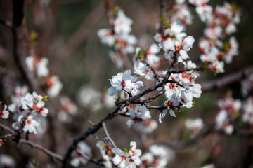 flowering almonds, spring background and texture, the beauty of spring and summer. Blooming trees