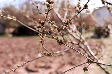 Cherry blossom in spring.