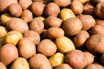 Potatoes are young, small. The concept of farming and ecological vegetables.