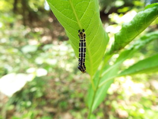 ヒロオビトンボエダシャク 幼虫 larva of moth