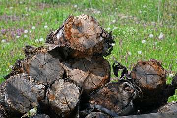 Cut down trees in the meadow stacked on a pile. 
An interesting cross-sectional texture of stumps.