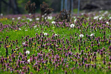 Naklejka premium A beautiful meadow in spring time full of dandelions and clover.