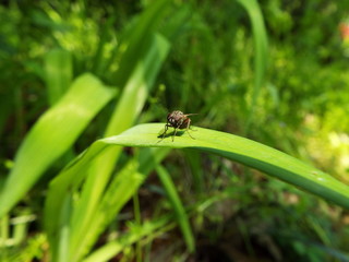 ハエ fly