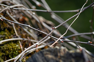 Beautiful background of intertwined twigs and moss. Interesting bare branches of creepers.