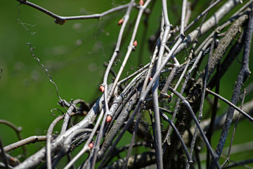 Beautiful background of intertwined twigs. Interesting bare branches of creepers.