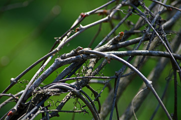 Beautiful background of intertwined twigs. Interesting bare branches of creepers.