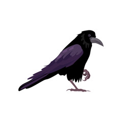 Black raven illustration. Bird, black, mystic. Nature life concept. illustration can be used for topics like nature, animal world, encyclopedia