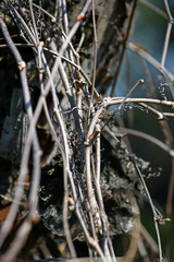 Beautiful background of intertwined twigs. Interesting bare branches of creepers.