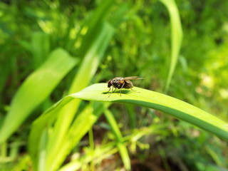 ハエ fly