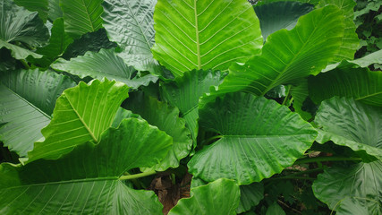 full frame shoot Alocasia macrorrhizos or Giant Taro or giant alocasia is a species of flowering plant in the arum family (Araceae) that it is native to rainforests from Borneo to Queensland
