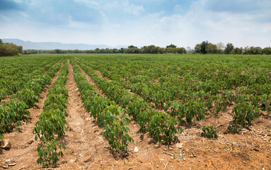 Fototapeta na wymiar organic cassava field at rural landscape of agriculture hatvest