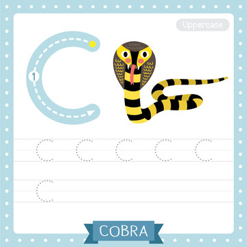 Letter C uppercase tracing practice worksheet. Black and Yellow Cobra snake