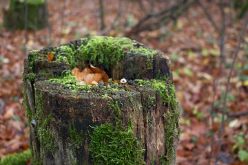 pień drzewa porośnięty mchem © mateusz