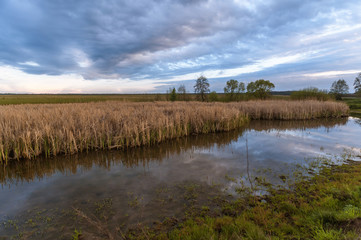 swampy lake with dry reeds against a stormy sky