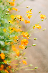 Fototapeta na wymiar Yellow cosmos flowers in garden 