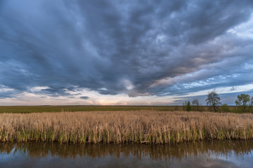 swampy lake with dry reeds against a stormy sky