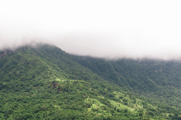 forest edge shrouded in thick fog in background