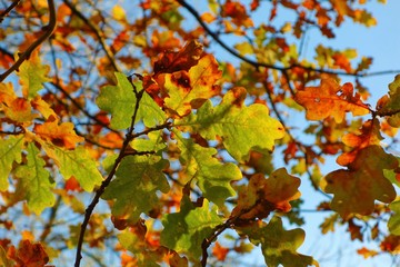Autumn oak leaves.