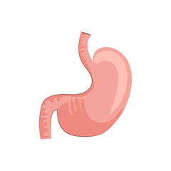 Obraz premium Human stomach illustration. Red, organ, body, human. Medicine concept. illustration can be used for hospital, laboratory, medical colleges and universities, anatomy studying