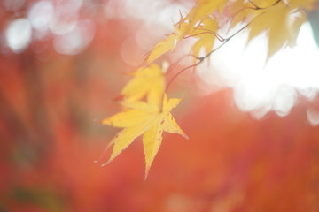 美しい黄色の紅葉