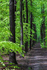 straight long road in the middle of tall trees